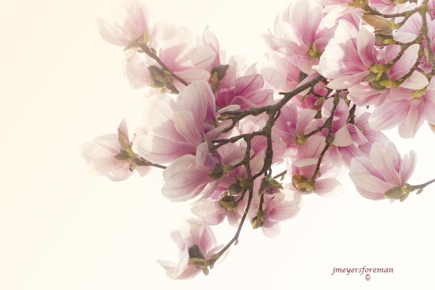 pink magnolia tree pictures. Magnolia tree, pink,