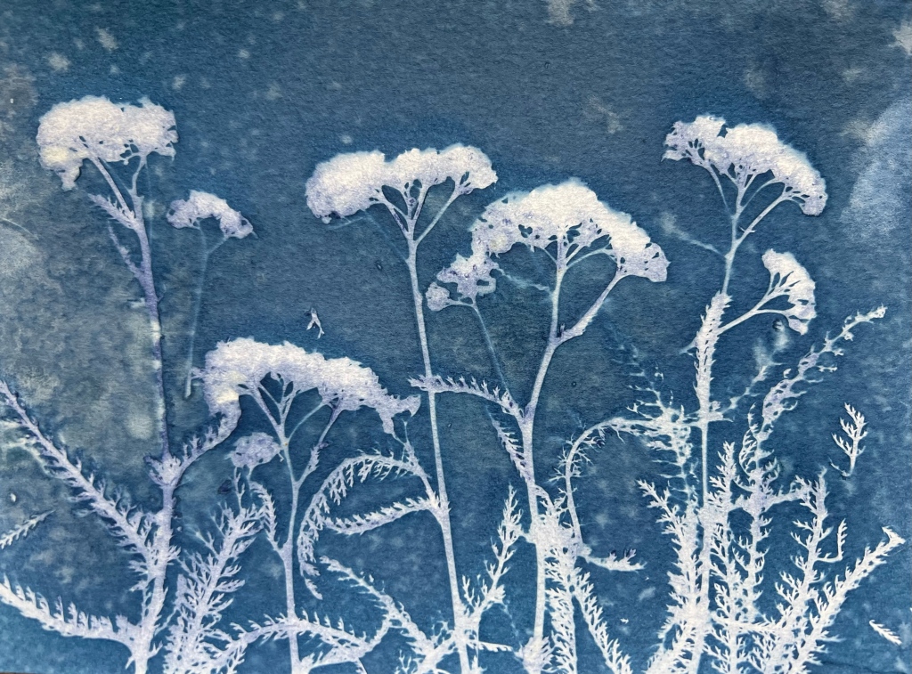 the delicate leaves and flowers of the yarrow plant silhouetted against a blue background 
